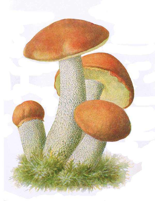 13. Rothaut-R&ouml;hrling. E&szlig;bar.