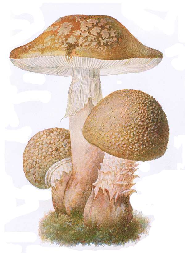 20. Perlen-Wulstling. Perlpilz. E&szlig;bar.