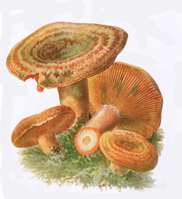 23. Wacholder-Milchling. Echter Reizker, R&ouml;stling. E&szlig;bar.