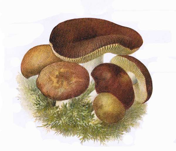 27. Ledergelbbl&auml;ttriger T&auml;ubling. E&szlig;bar.