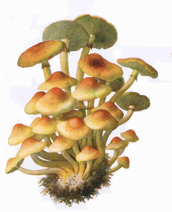 34. B&uuml;schliger Schwefelkopf. Giftig!