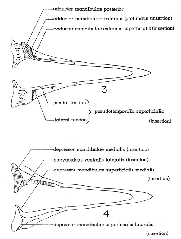 Fig. 3. Dorsal view of lower mandible of Mourning Dove. &times; 2-1/2.

Fig. 4. Ventral view of lower mandible of Mourning Dove. &times; 2-1/2.