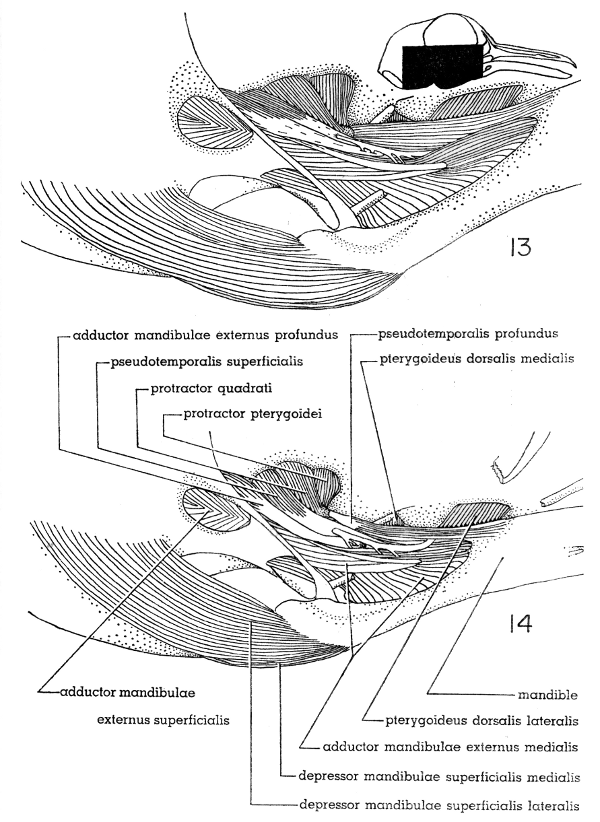 Fig. 13. Right lateral view of the jaw musculature of the White-winged Dove;
superficial layer, &times; 5.

Fig. 14. Right lateral view of the jaw musculature of the Mourning Dove;
superficial layer. &times; 5.