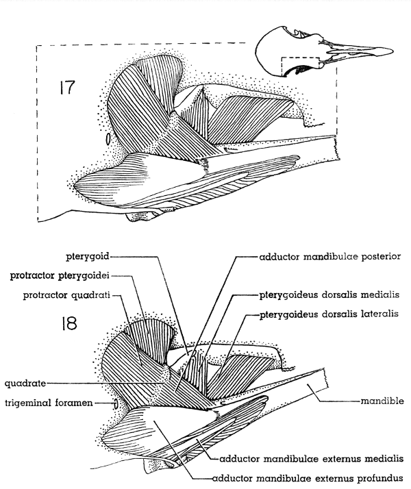 Fig. 17. Dorsal view of the jaw musculature of the White-winged Dove (right
side); middle layer. &times; 5.

Fig. 18. Dorsal view of the jaw musculature of the Mourning Dove (right
side); middle layer. &times; 5.