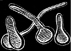 Fig. 82. Cluster of planul&aelig; just attached to the ground.