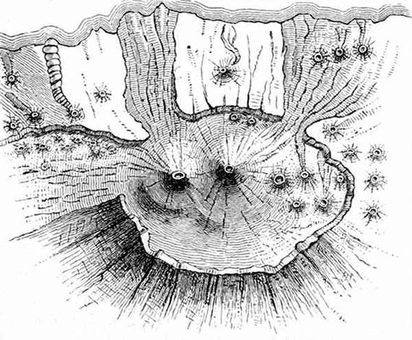 Fig. 5.

Plan of the Peak of Teneriffe, showing how it resembles
a lunar crater. (A. Geikie.)