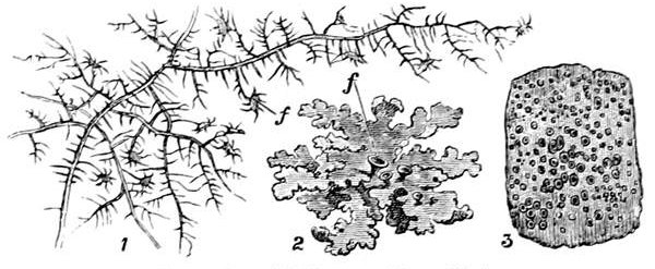 Fig. 28.

Examples of Lichens. (From life.)

1, A hairy lichen. 2, A leafy lichen. 3, A crustaceous lichen.
f, f, the fruit.