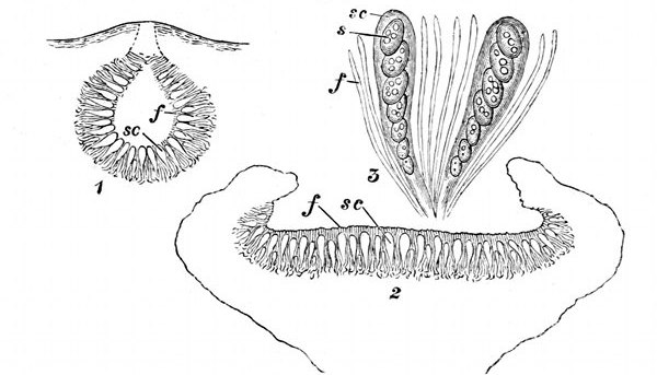 Fig. 31.

Fructification of a lichen. (From Sachs and Oliver.)

Apothecium or spore-chamber of a lichen. 1, Closed. 2, Open.
3, The spore-cases and filaments enlarged, showing the spores. f, Filaments.
sc, Spore-cases. s, Spores.