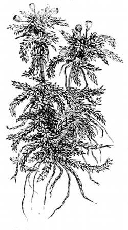 Fig. 36.

Sphagnum moss from a
Devonshire bog.
(From life.)
