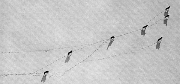 Figure 15.—The wolves studied soon became accustomed to the aircraft and
could then be observed during their natural activity. (Photo courtesy of
L. D. Mech.)