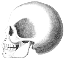 No. 190. Skull of a Trojan Warrior, belonging to one of
the two Skeletons found in the House on the Tower (7 M.). It is long,
but narrow.