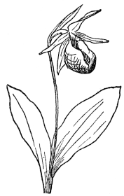 FIG. 73.—PINK LADY’S SLIPPER

(Cypripedium acaule)

A native orchid in northeastern North America.