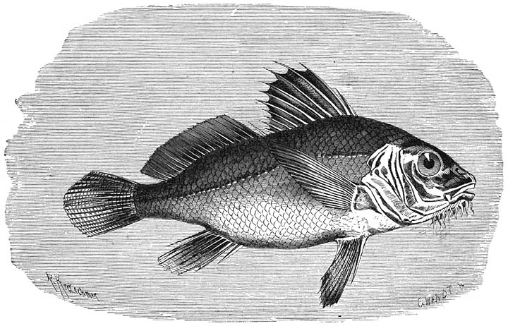 Amerikaansche Trommelvisch (Pogonias chromis). ​1&frasl;20​ v. d. ware grootte.