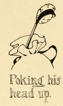 Poking his
head up.