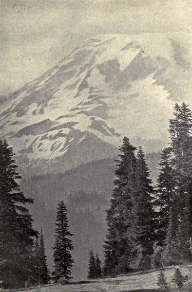 Mt. Rainier and
Alpine Firs (Abies lasiocarpa)