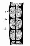 Three dorsal vertebr&aelig;, from a human embryo, eight weeks old, in lateral longitudinal section.